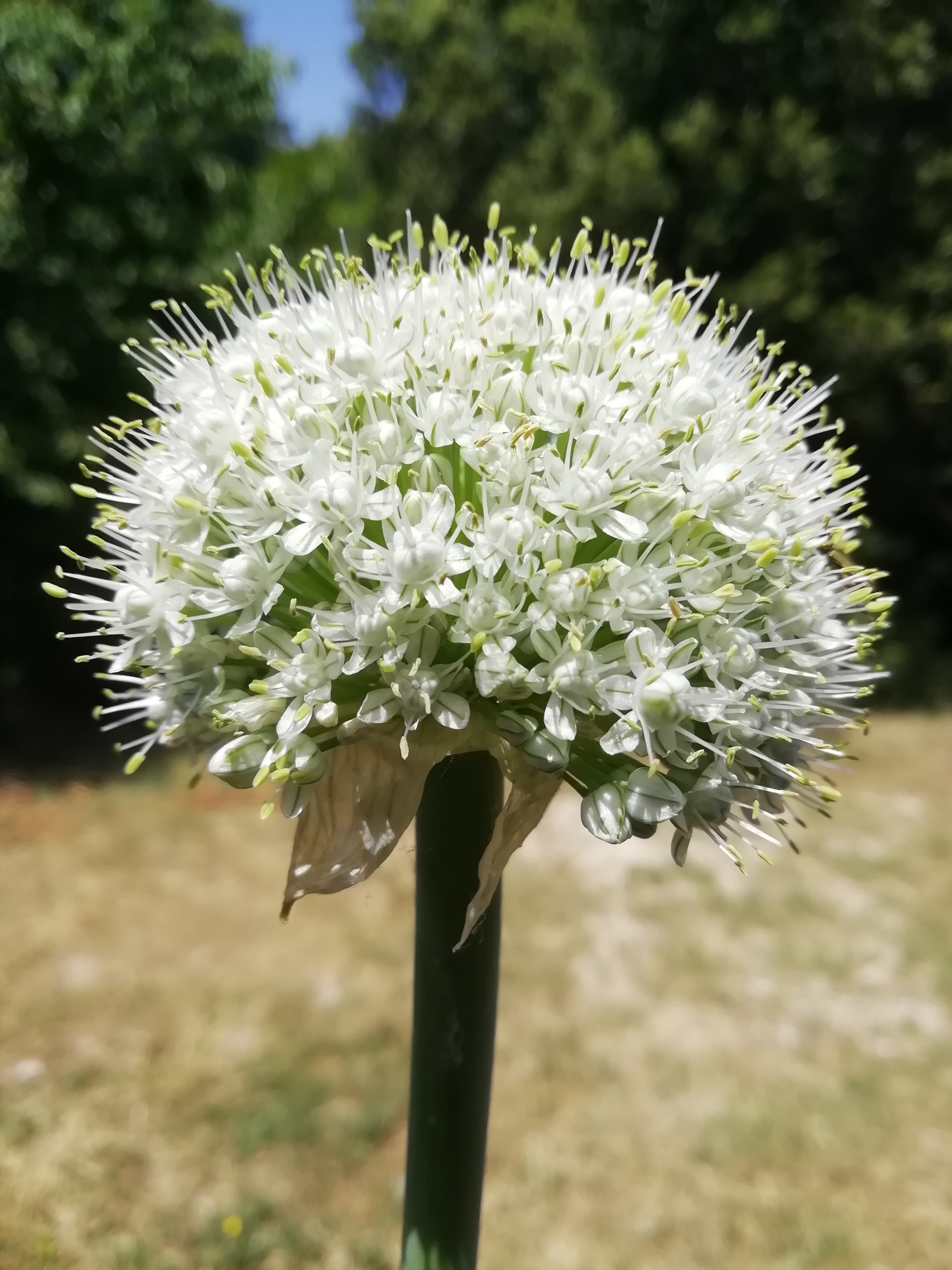 fiore di aglio