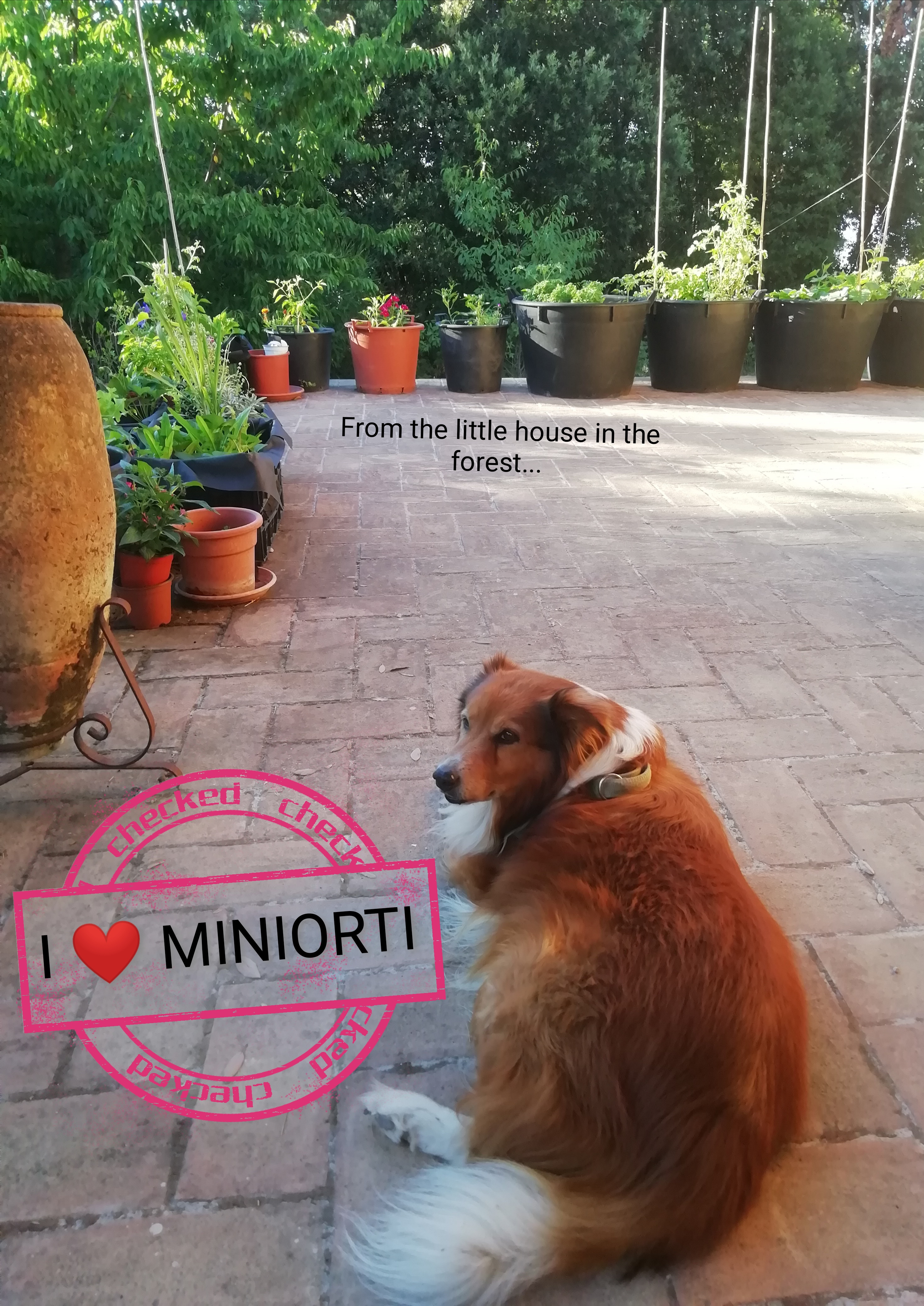 miniorti con jack